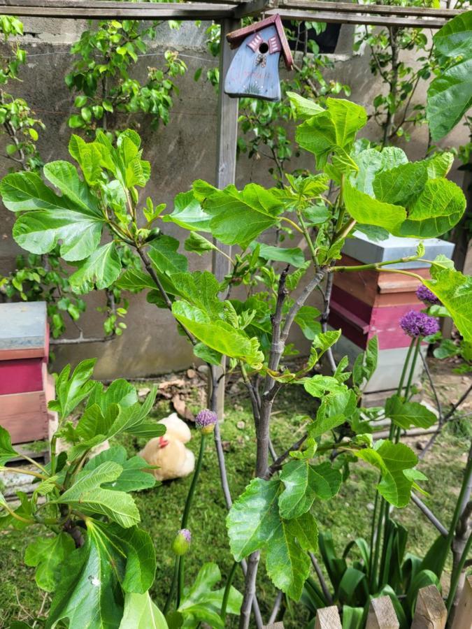 Angers Green Lodge Ngoại thất bức ảnh